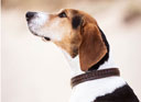 LeMieux Oxford Dog Collar Mahogany