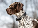 LeMieux Oxford Dog Collar Black