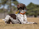 LeMieux Chelsea Dog Collar Tan