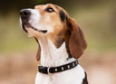 LeMieux Chelsea Dog Collar Black
