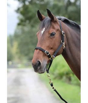 Shires Control Headcollar Black Shires Control Headcollar Black