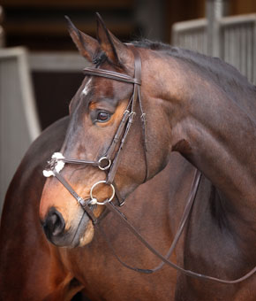 Shires Velociti GARA Mexican Bridle - Havana Shires Velociti GARA Mexican Bridle - Havana