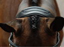Collegiate ComFiTec Vogue Bridle Black