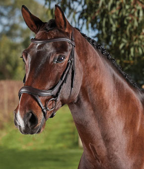 Collegiate ComFiTec Vogue Bridle Brown Collegiate ComFiTec Vogue Bridle Brown