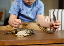 Schleich Danger in the swamp