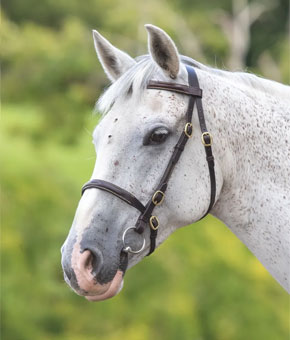 Shires Velociti GARA Stitched Inhand Bridle