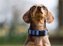 LeMieux Henley Dog Collar Bluebell