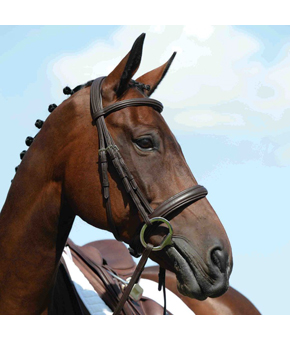 Collegiate Syntovia Raised Cavesson Bridle Brown Collegiate Syntovia Raised Cavesson Bridle Brown