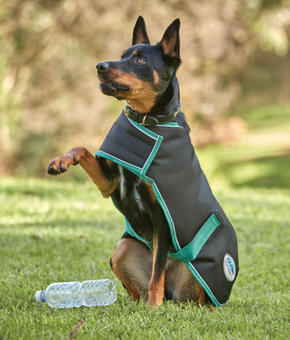 Weatherbeeta GREEN-TEC 900D Dog Coat Lite Plus