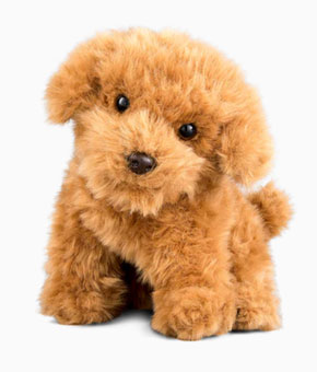 Living Nature - Cavapoo Living Nature - Cavapoo