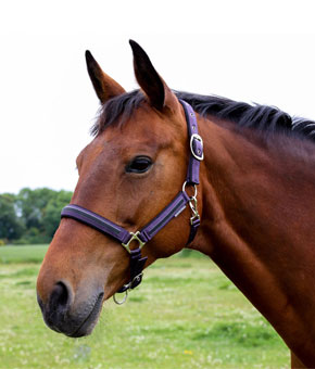 Hy Equestrian Mystic Head Collar - Purple/Midnight Dust Hy Equestrian Mystic Head Collar - Purple/Midnight Dust