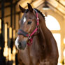 LeMieux Vogue Headcollar & Leadrope - Ember