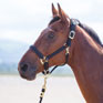 Topaz Nylon Headcollar - Black