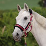 ARMA Logo Headcollar & Lead Rope - Burgundy