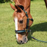 ARMA Logo Headcollar & Lead Rope - Green