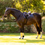LeMieux Loire Classic GP Square Dusk Blue