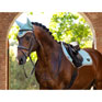 LeMieux Loire Fly Hood Aqua