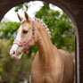 LeMieux Vogue Headcollar & Leadrope Blossom