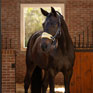 LeMieux Vogue Headcollar & Leadrope Mimosa