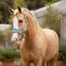 LeMieux Vogue Headcollar & Leadrope Lagoon