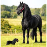 LeMieux Toy Pony - Spike