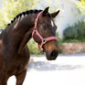 LeMieux Essence Headcollar - Rosewood