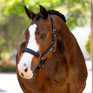 LeMieux Essence Headcollar - Navy