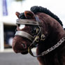 LeMieux Toy Pony Hunter Bridle - Brown