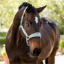 LeMieux Versailles Headcollar Aqua