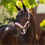 LeMieux Versailles Headcollar Blossom