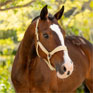 LeMieux Versailles Headcollar Mimosa