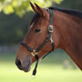 Shires Equestrian Velociti Lusso Soria Leather Headcollar