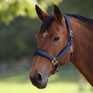 Shires Equestrian ARMA Padded Headcollar - Navy