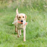 Benji & Flo Country Dog Toys