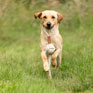 Benji and Flo Tug n Play Toys - Rope with Ball