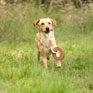 Benji & Flo Tug 'n' Play Toys - Rope with Ring