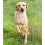 Benji and Flo Christmas Dog Toys - Gingerbread Man