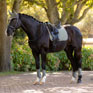 LeMieux Suede Dressage Square Rosemary