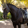 LeMieux Classic Fly Hood Rosemary
