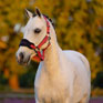 LeMieux Mini Vogue Headcollar & Leadrope - Cranberry