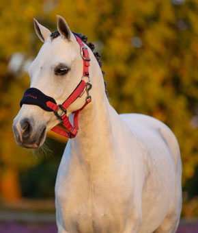 LeMieux Mini Vogue Headcollar & Leadrope - Cranberry LeMieux Mini Vogue Headcollar & Leadrope - Cranberry