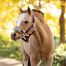 LeMieux Mini Vogue Headcollar & Leadrope Damson