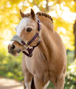 LeMieux Mini Vogue Headcollar & Leadrope Damson LeMieux Mini Vogue Headcollar & Leadrope Damson