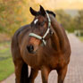 LeMieux Finesse Headcollar - Rosemary