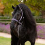 LeMieux Finesse Headcollar - Juniper