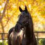 LeMieux Finesse Headcollar - Black